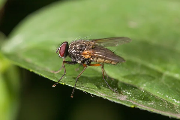 Primer plano de la mosca —  Fotos de Stock