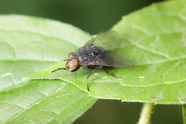 Fly on a green leaf — Stock Photo, Image