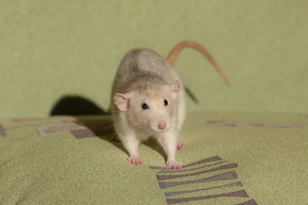 Pequeña rata doméstica —  Fotos de Stock