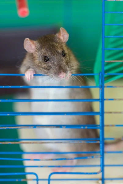 Curious domestic rat — Stock Photo, Image