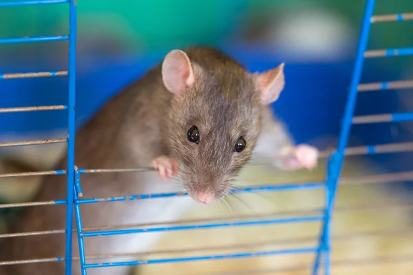 Ratten-Porträt — Stockfoto