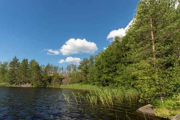 Побережье лесного озера — стоковое фото