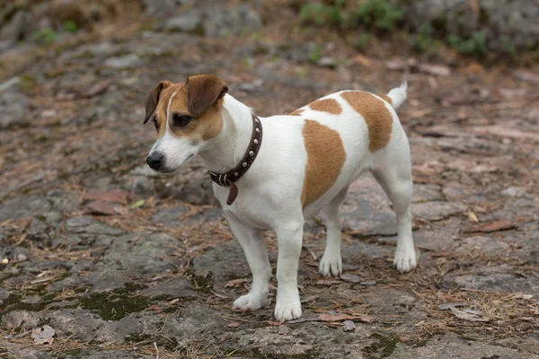 Bir köpeğin portresi. — Stok fotoğraf