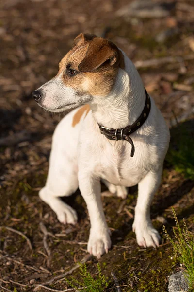 Jack terrier de russell — Fotografia de Stock