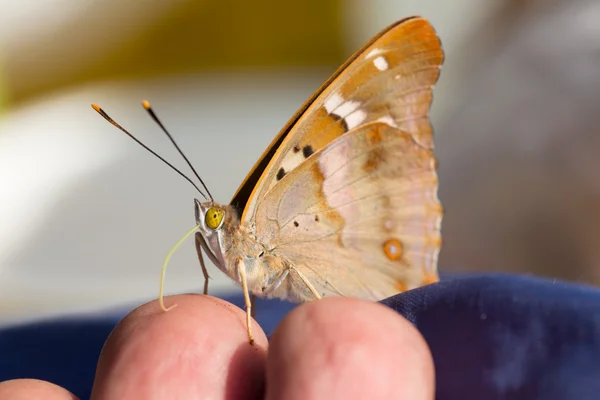 Mariposa amarilla —  Fotos de Stock