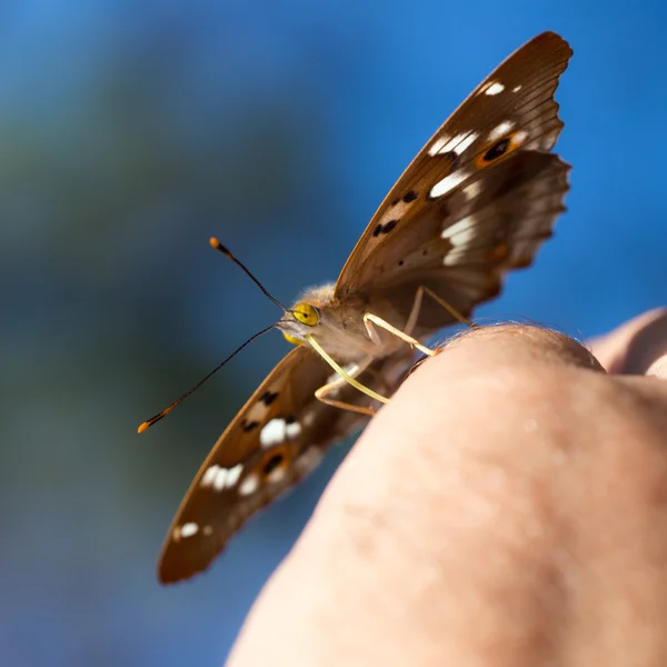Motýl zblízka — Stock fotografie