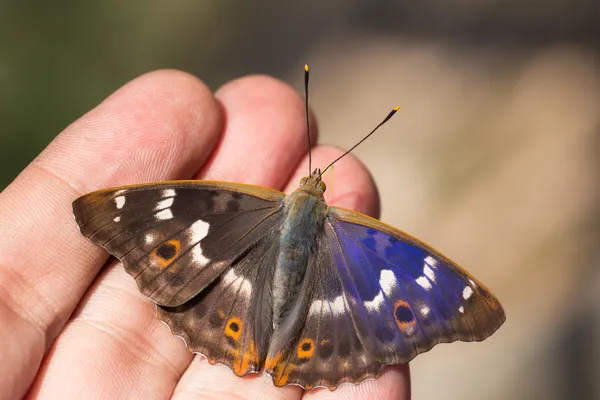 Motyl na ludzkie palce — Zdjęcie stockowe