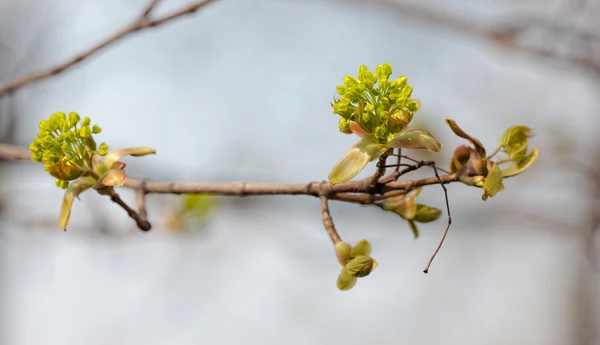 Akçaağaç Şubesi — Stok fotoğraf