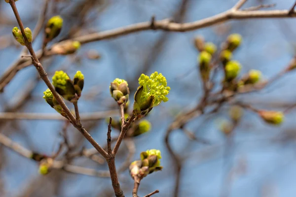 Green maple buds close up — Stock Photo, Image