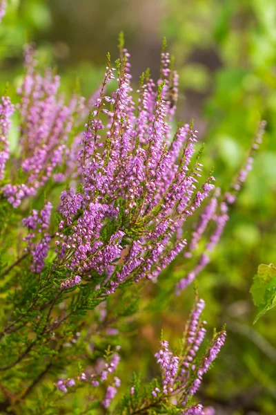 Branches of a blossoming heather — Stock Photo, Image