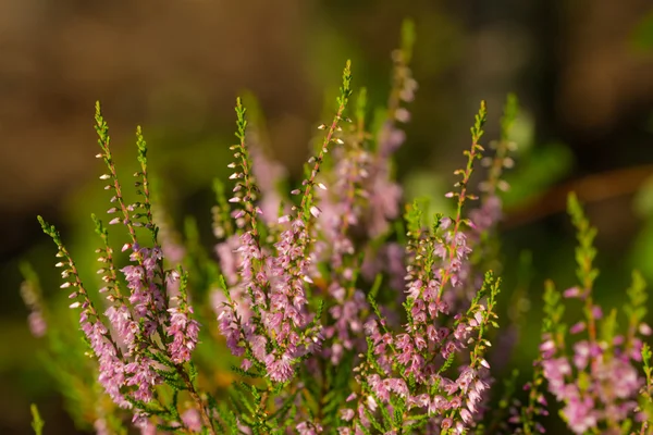 Heather şubeleri — Stok fotoğraf