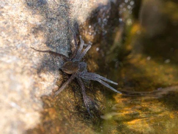 Spinne in Wassernähe — Stockfoto