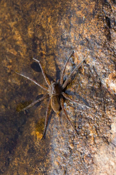 Eight legs — Stock Photo, Image