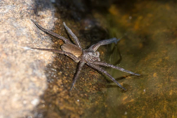 Water spider close up — Stock Photo, Image