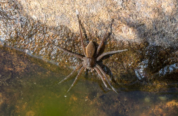 Aranha de água — Fotografia de Stock