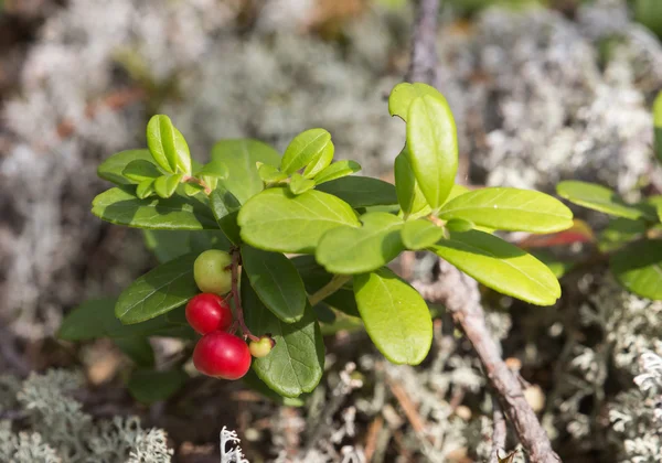Bush of cowberry — Stock Photo, Image