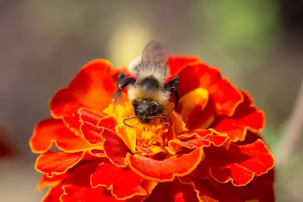 Bumblebee em calêndula vermelha — Fotografia de Stock