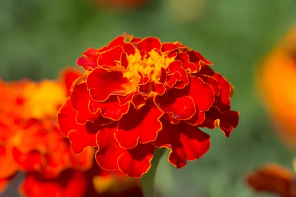 Kırmızı marigolds yakın çekim — Stok fotoğraf