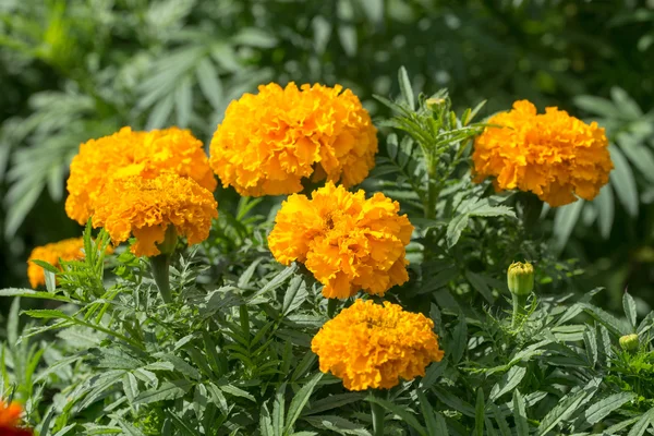 Sárga marigolds — Stock Fotó