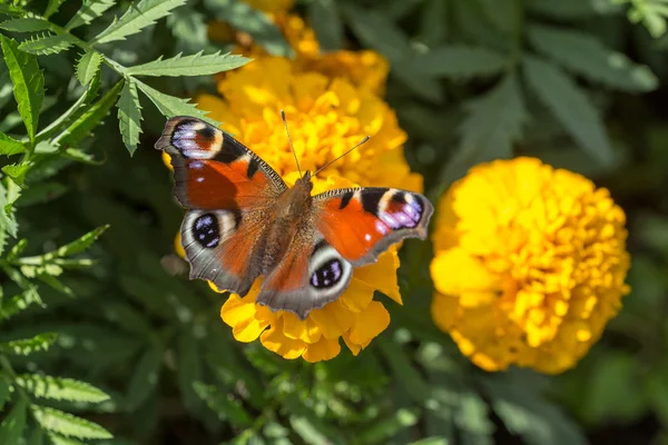 Mariposa roja — Foto de Stock