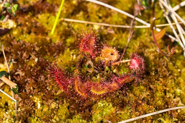 Sundew flower in the swamp — Stock Photo, Image