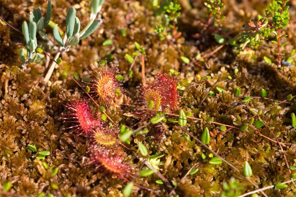 Sundew yosun arasında — Stok fotoğraf