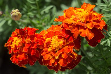 Kırmızı marigolds