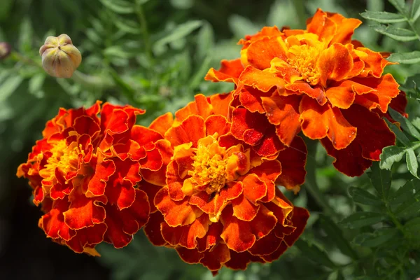 Calendule rosse — Foto Stock