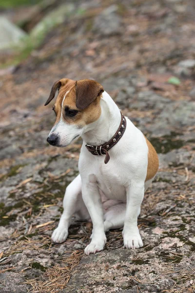 Cane su roccia — Foto Stock