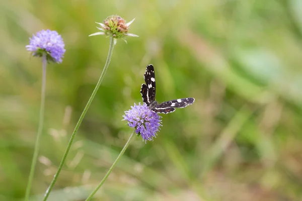 Zomer weide — Stockfoto