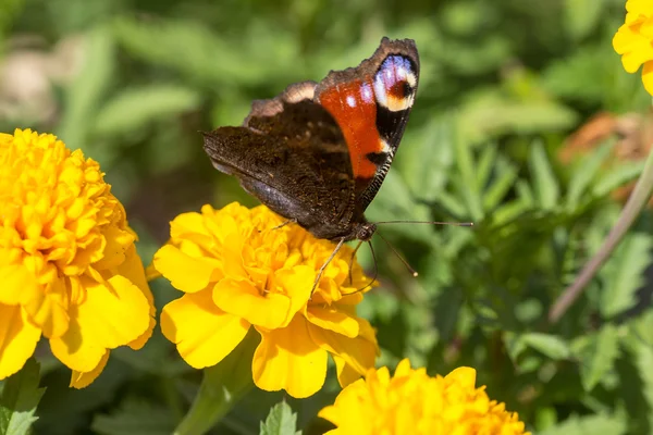 Mariposa sobre caléndula amarilla — Foto de Stock