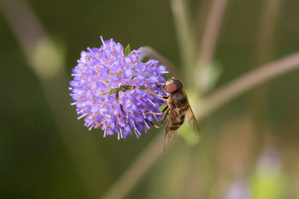 Familjen blomflugor — Stockfoto