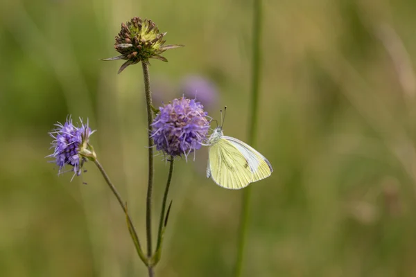 Pollinisation — Photo