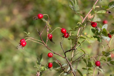 Olgunlaşmış meyve