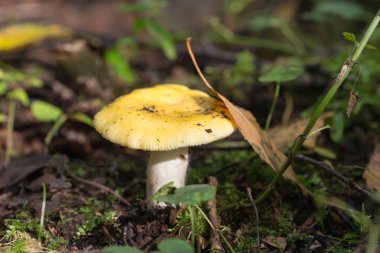 Sarı russula