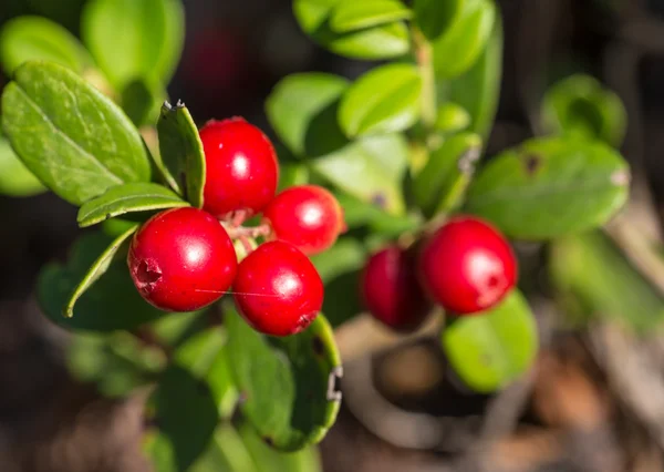 Strauch der reifen Preiselbeere — Stockfoto