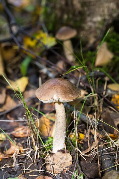 Brown cap boletus — Stock Photo, Image