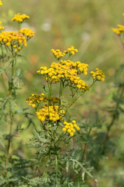 Tansy sur une prairie d'été — Photo