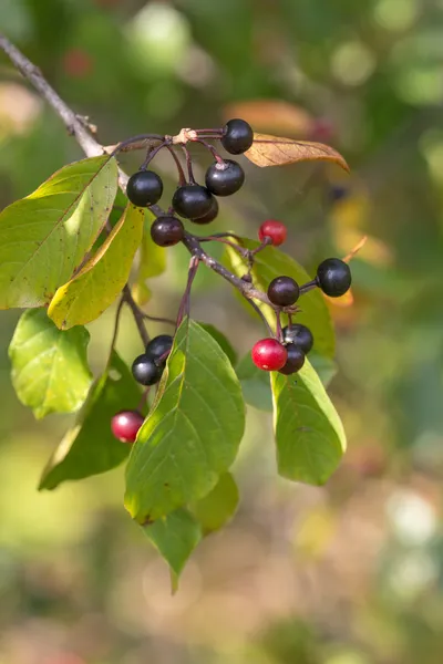 Bird cherry with ripe berries — Stock Photo, Image