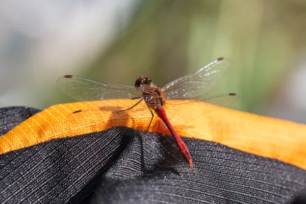 Dragonfly sitting on a backpack — Stock Photo, Image