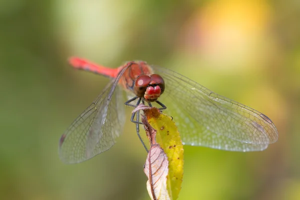 Rote Libelle — Stockfoto