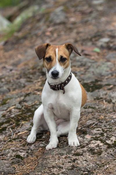 Terrier sentado en una roca — Stok fotoğraf