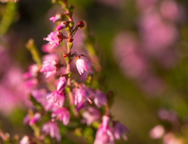 Heather yaz aylarında yakın çekim