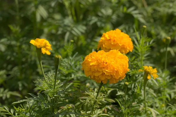 Calendule gialle in giardino — Foto Stock