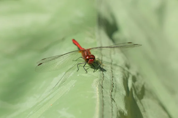 Rote Libelle auf einem grünen Zelt — Stockfoto