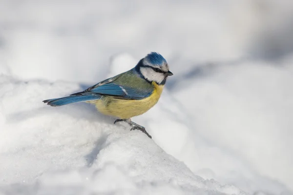 Porträt einer Blaumeise — Stockfoto