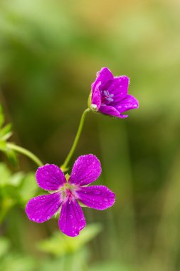 Sardunya çiğ olarak