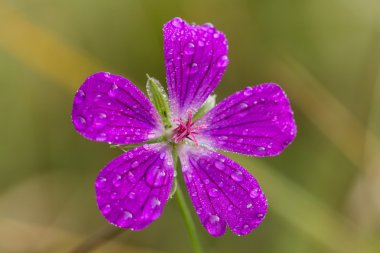 Sardunya çiçeği yaklaş.