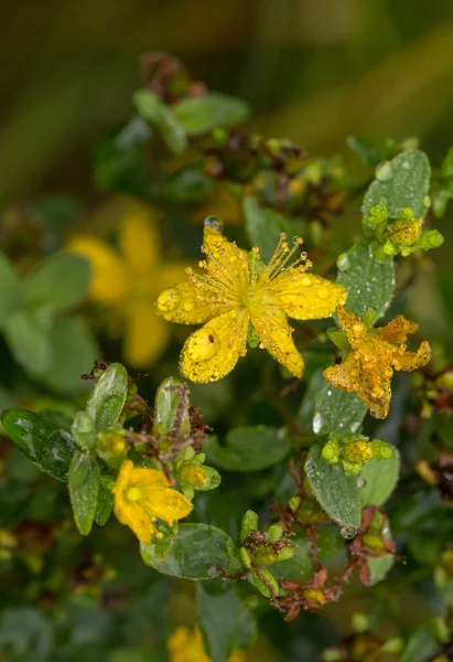 St. Janskruid close-up — Stockfoto