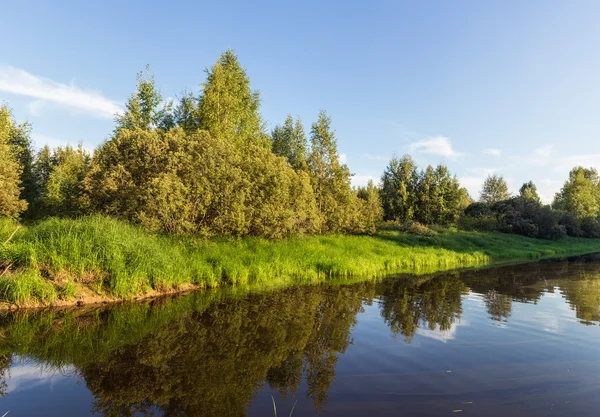 Берег маленької лісової річки — стокове фото